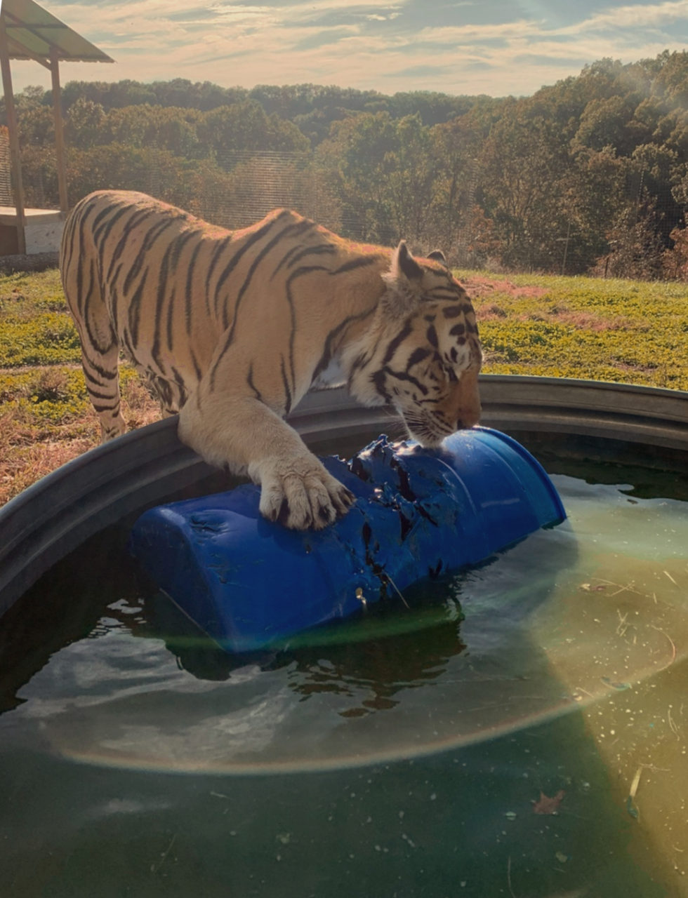 Toy Graveyard National Tiger Sanctuary