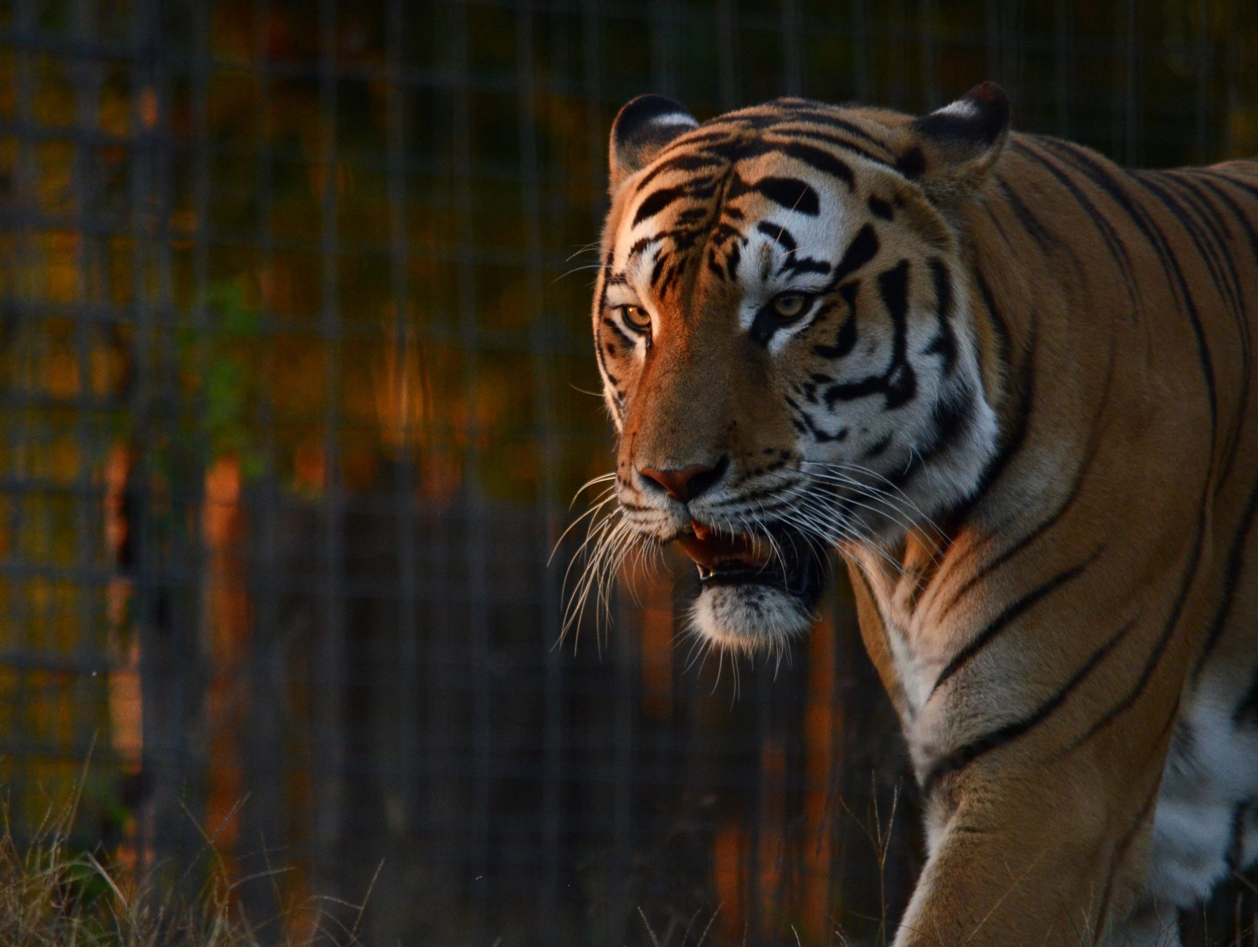 Experience | National Tiger Sanctuary